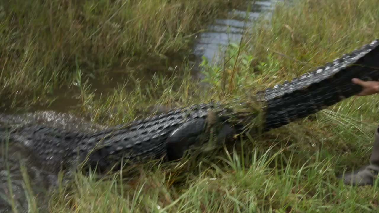 Alligator in the swamp at Brawler Creek Ranch, a Northeast Florida hunting ranch near Jacksonville and St. Augustine